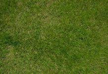 La semina 1122 0 La semina